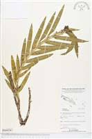 登錄號:BS04236藏品圖，第1張