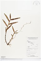 登錄號:BS04237藏品圖，第1張