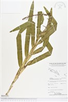 登錄號:BS04239藏品圖，第1張
