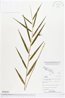 登錄號:BS04240藏品圖，第1張