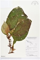 登錄號:BS04241藏品圖，第1張