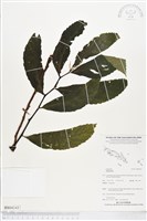 登錄號:BS04243藏品圖，第1張