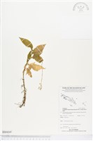 登錄號:BS04245藏品圖，第1張