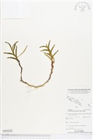 登錄號:BS04246藏品圖，第1張