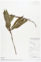 登錄號:BS04247藏品圖，第1張