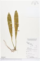 登錄號:BS04248藏品圖，第1張