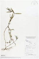 粗葉耳草藏品圖，第1張