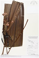 紫苞舌蘭、紫蘭藏品圖，第1張