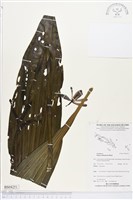 登錄號:BS04251藏品圖，第1張