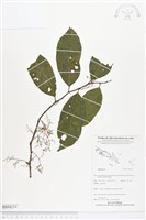 登錄號:BS04253藏品圖，第1張