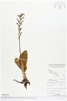 登錄號:BS04254藏品圖，第1張