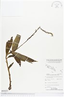 登錄號:BS04255藏品圖，第1張