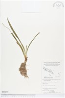 登錄號:BS04256藏品圖，第1張