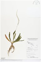 登錄號:BS04257藏品圖，第1張