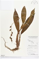 登錄號:BS04259藏品圖，第1張