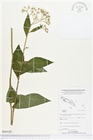 登錄號:BS04260藏品圖，第1張