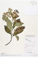 登錄號:BS04261藏品圖，第1張