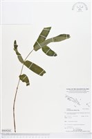 糯米團藏品圖，第1張