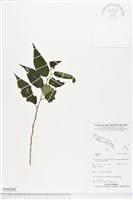 登錄號:BS04263藏品圖，第1張