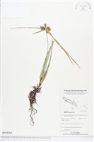 莎草磚子苗藏品圖，第1張