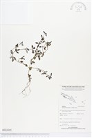 涼喉茶藏品圖，第1張