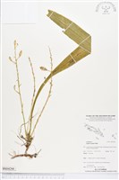 登錄號:BS04266藏品圖，第1張