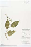 登錄號:BS04267藏品圖，第1張