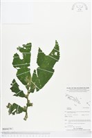 登錄號:BS04270藏品圖，第1張