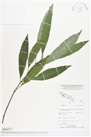 登錄號:BS04273藏品圖，第1張