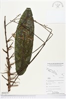 登錄號:BS04274藏品圖，第1張