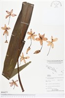 登錄號:BS04275藏品圖，第1張