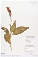 登錄號:BS04276藏品圖，第1張