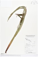 登錄號:BS04277藏品圖，第1張