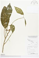 登錄號:BS04279藏品圖，第1張