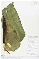 登錄號:BS04283藏品圖，第1張