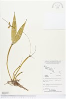 登錄號:BS04285藏品圖，第1張