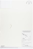 登錄號:BS04288藏品圖，第1張