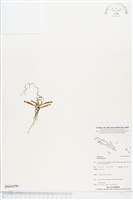 登錄號:BS04290藏品圖，第1張