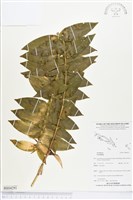 登錄號:BS04291藏品圖，第1張