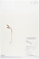 小鬼蘭藏品圖，第1張