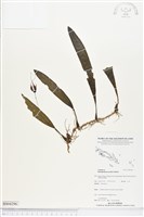 登錄號:BS04296藏品圖，第1張