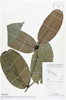 登錄號:BS04298藏品圖，第1張