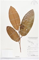 登錄號:BS04299藏品圖，第1張