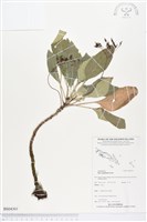 登錄號:BS04301藏品圖，第1張