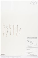 登錄號:BS04302藏品圖，第1張