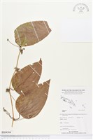 登錄號:BS04304藏品圖，第1張