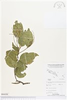 登錄號:BS04306藏品圖，第1張