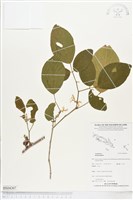 登錄號:BS04307藏品圖，第1張