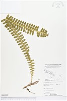 登錄號:BS04308藏品圖，第1張