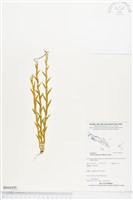 登錄號:BS04309藏品圖，第1張